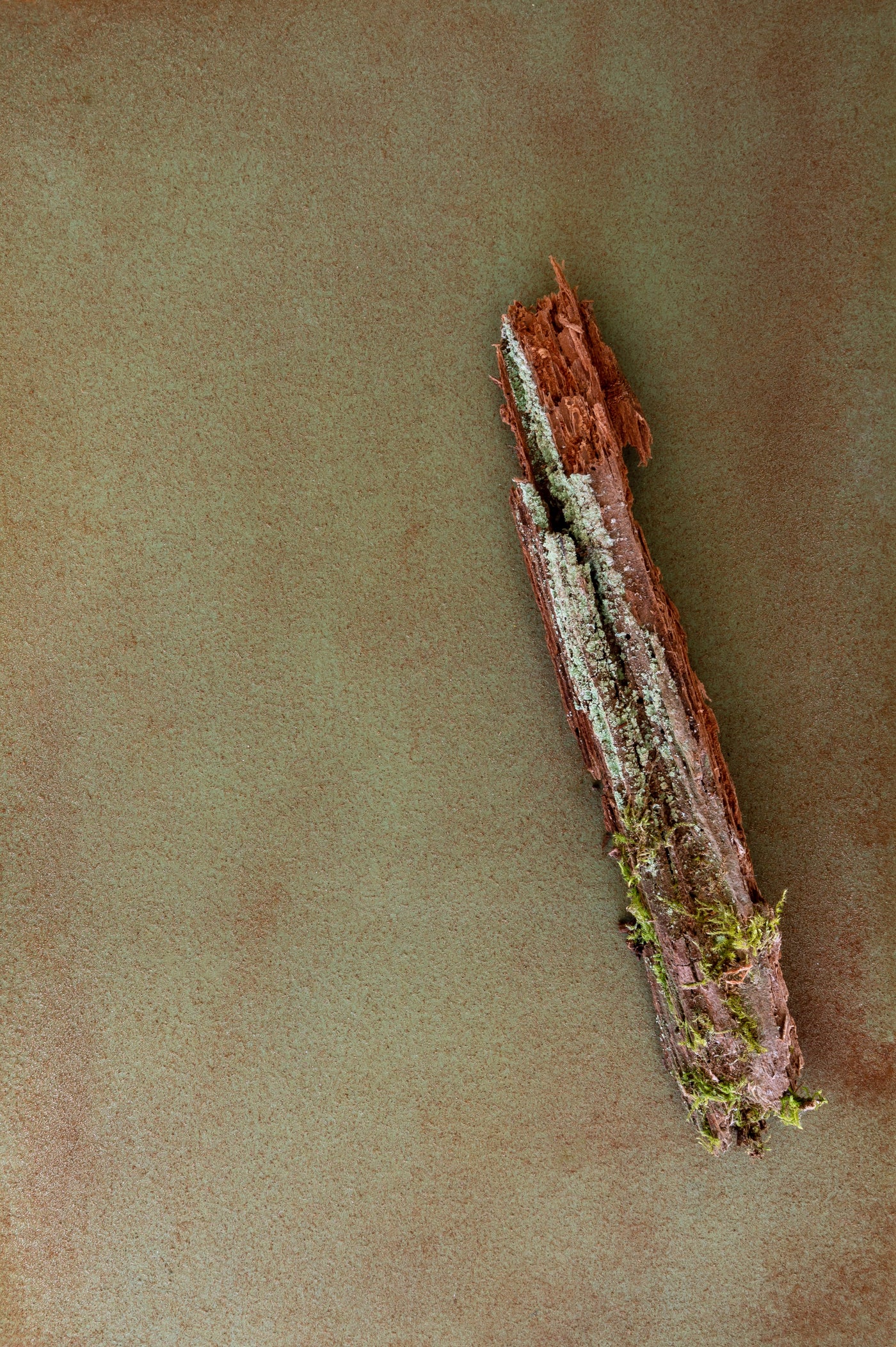 Patina Finish Kit in Verdigre against mossy bark